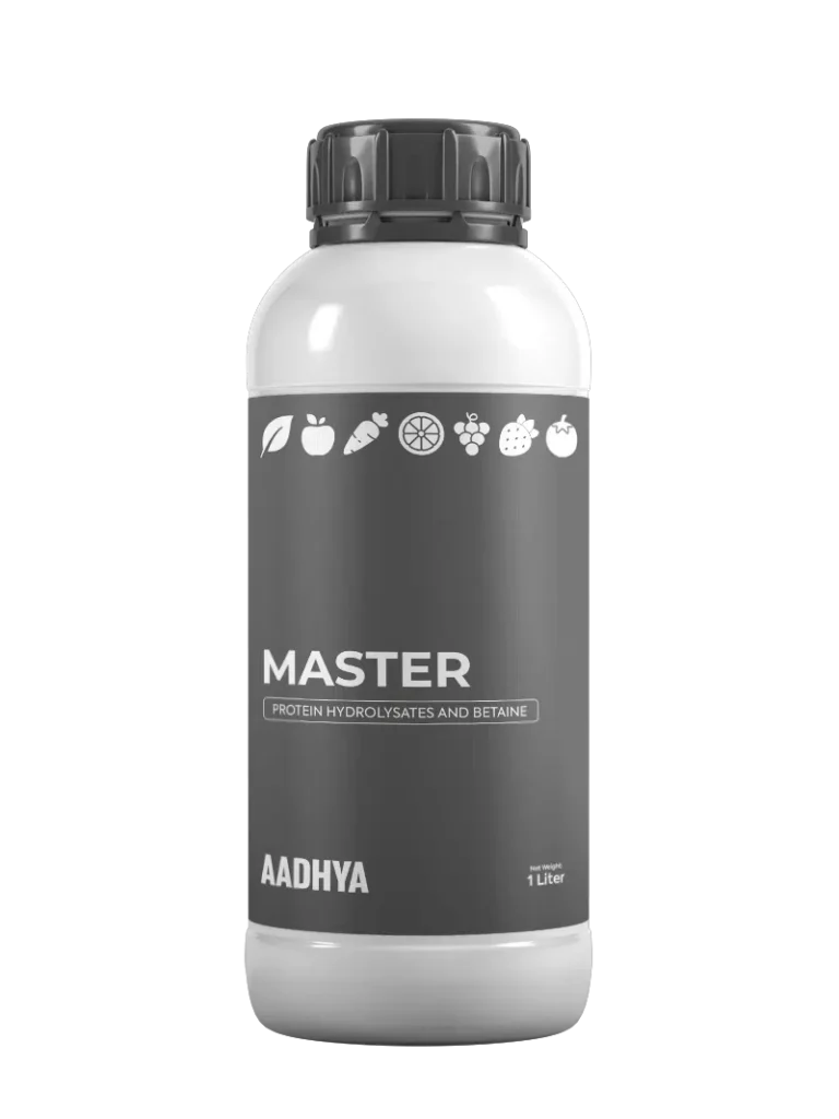 Master